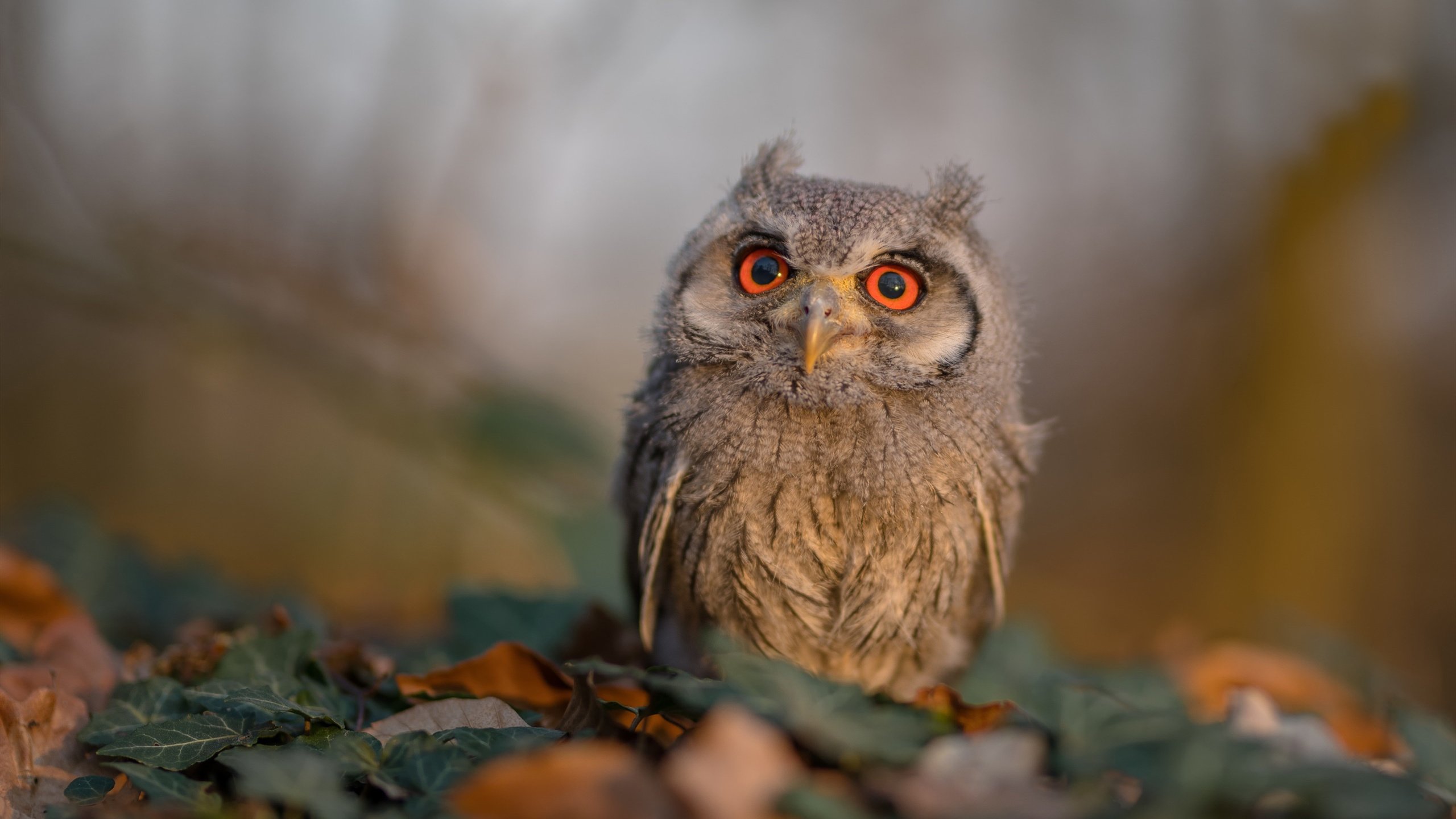 “全球大巡回:跨越五大洲的极限竞速”