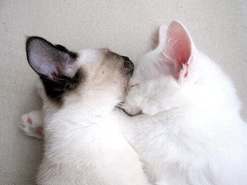 “最炫扣篮:年度最佳扣篮大赛”,最好的扣篮大赛