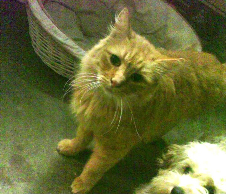 KAIYUN 中国大陆-“英超关键战役，胜者直接影响最终排名”，英超的全部