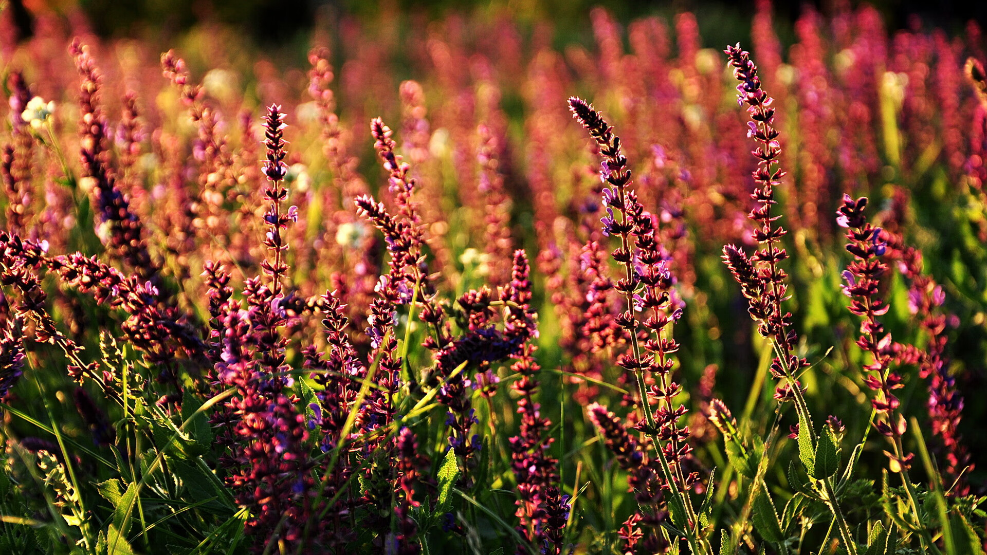 Kaiyun APP-《《守望先锋》迎来重大平衡调整，新英雄“未来之光”亮相》，守望先锋2022