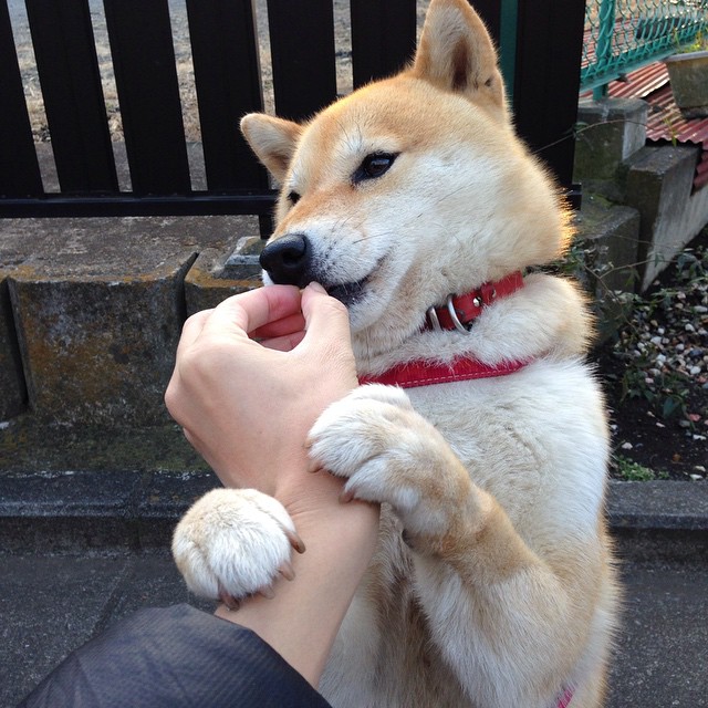 开云APP-兰斯豪胜安格斯，期待在接下来比赛继续称霸，兰斯篮球