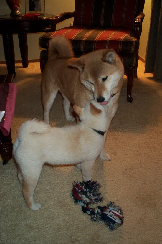 kaiyun 开云体育-瑞士队在巴黎奥运会比赛中多次通过中路渗透得分，瑞士队的比赛