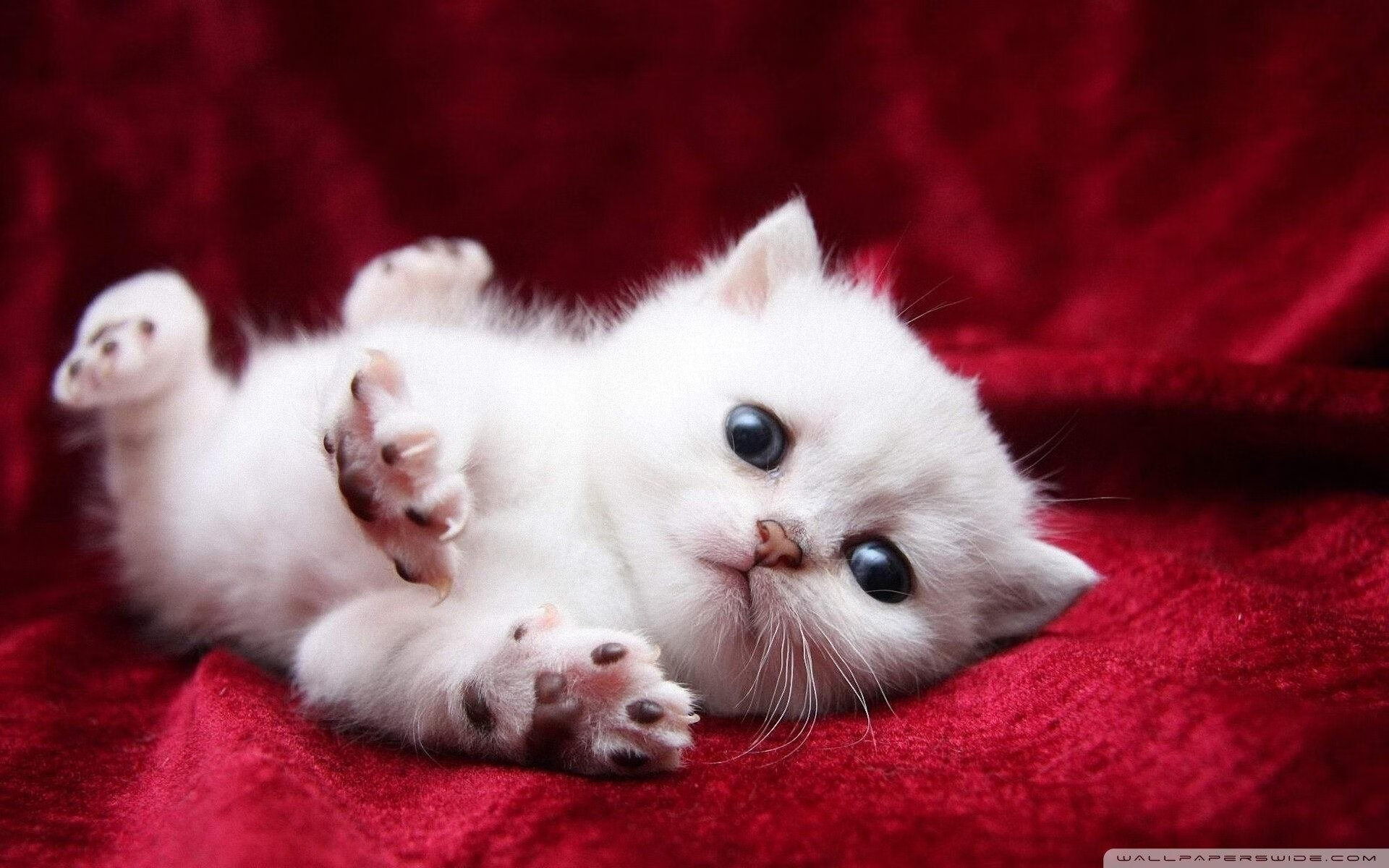 开云体育在线赛事直播-阿森纳在足总杯中晋级八强，继续争夺双冠，阿森纳足总杯时间