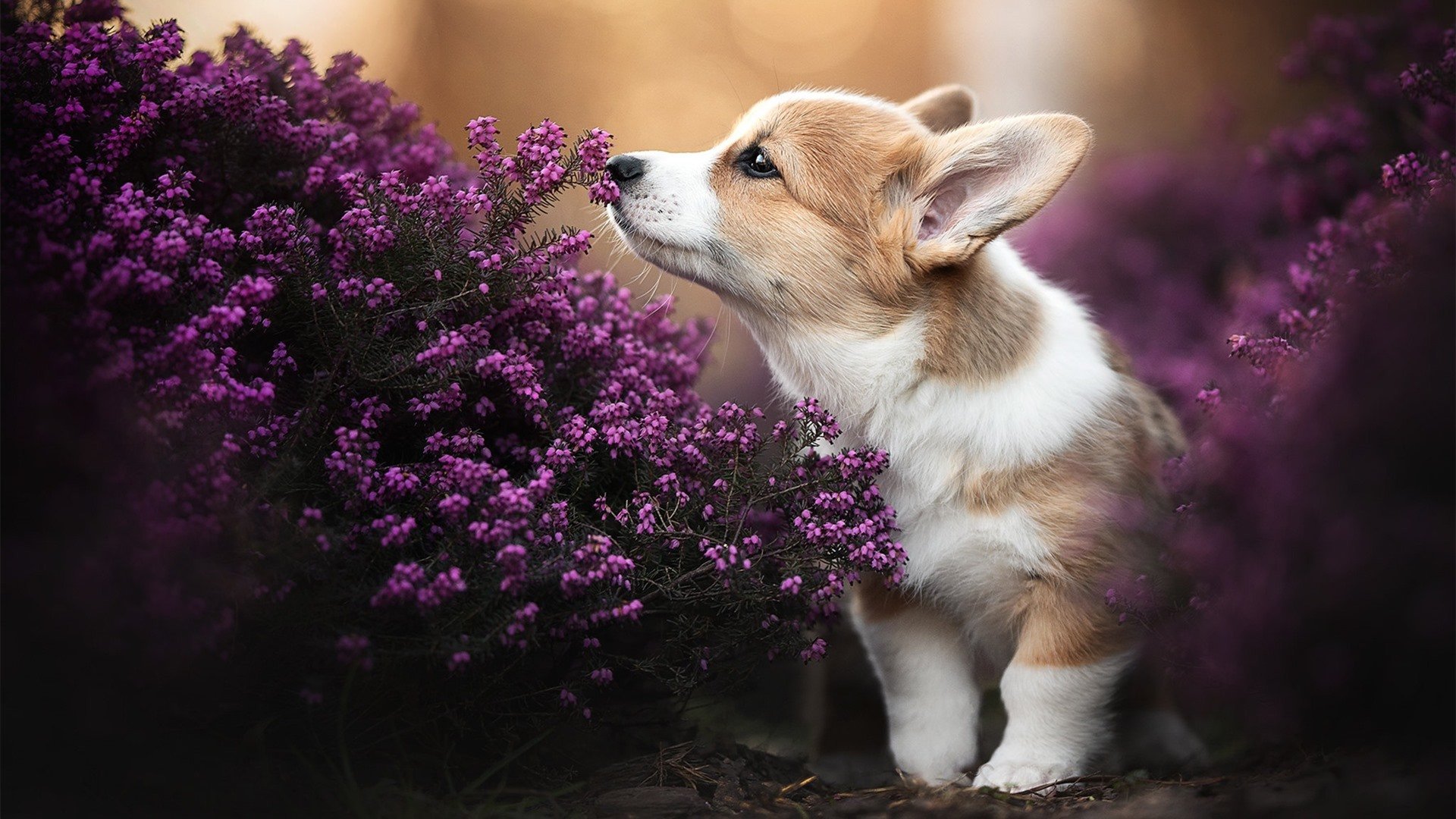 “飞盘争夺:三叉湖田径场上演极速空中对抗”