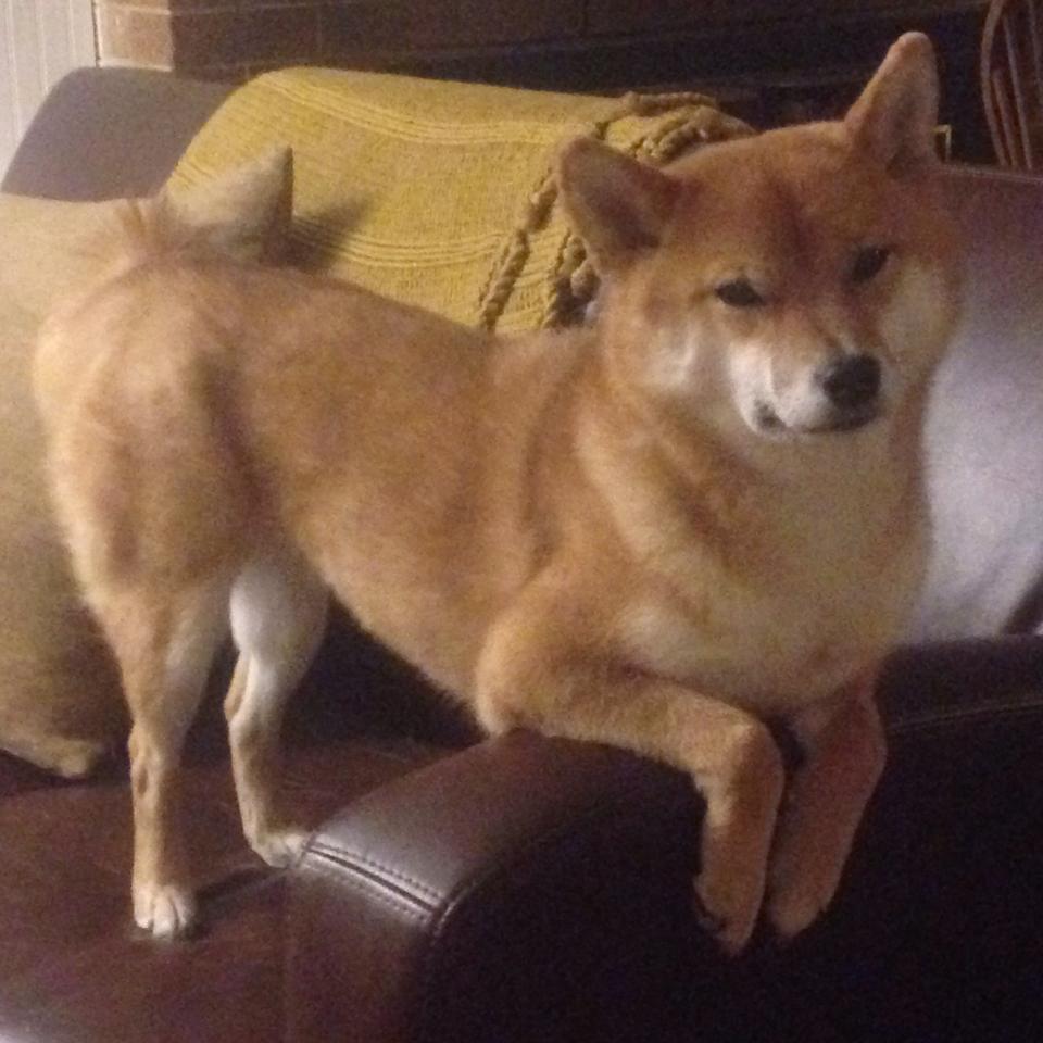 开云首页登录-电子竞技行业报告显示市场规模持续增长，电竞行业市场规模逐年增长