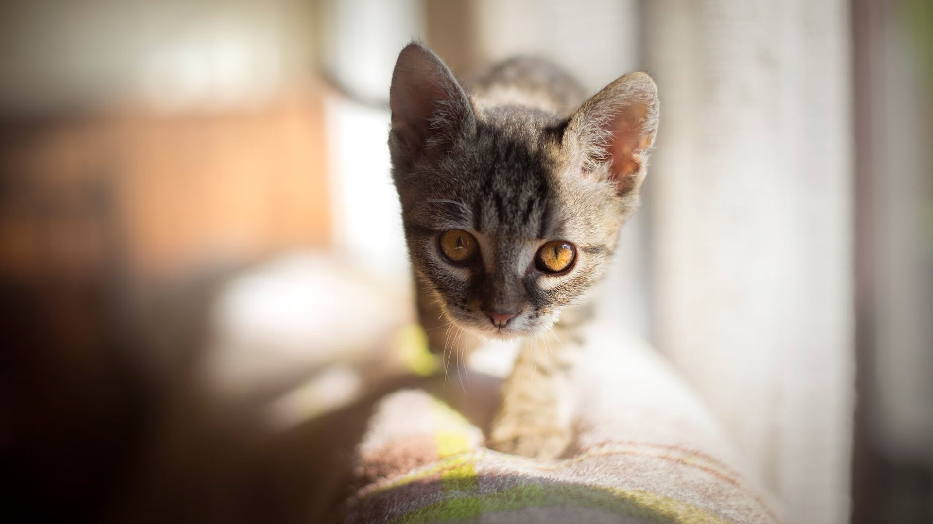 开云在线直播-足球青训营发展动态，足球青训营发展动态分析